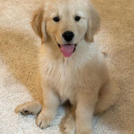 bella !0 f