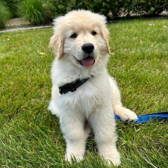 nala 9 f